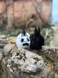 Conigli nani e ariete nani