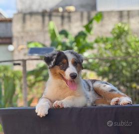 Cucciola di pastore australiano