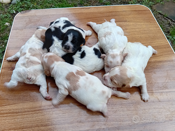 Breton cuccioli con Pedigree