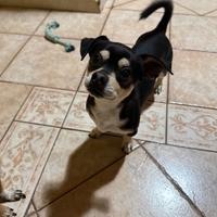 Princer chihuahua maschio in adozione