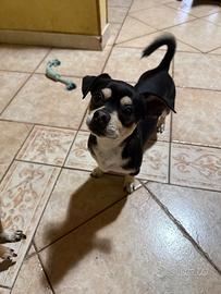 Princer chihuahua maschio in adozione