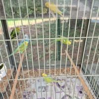 Cocoriti