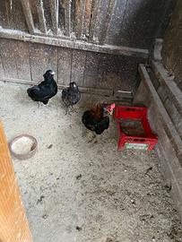 Galline e Gallo araucano