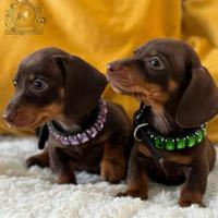 Dolcissimi bassotti Kaninchen choco tan