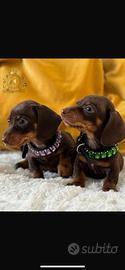 Dolcissimi bassotti Kaninchen choco tan