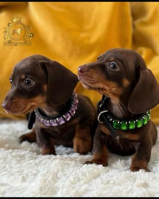 Dolcissimi bassotti Kaninchen choco tan