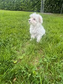Maltipoo