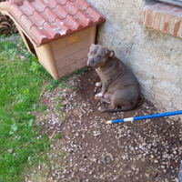 American Bully cuccioli