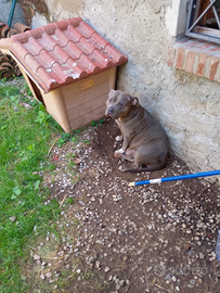 American Bully cuccioli