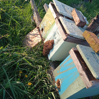 Nuclei , sciami api ligustica