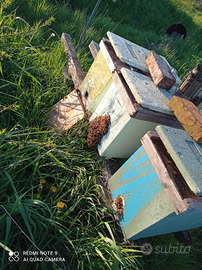 Nuclei , sciami api ligustica