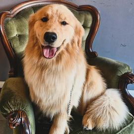 Monta Golden Retriever Americano