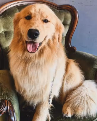 Monta Golden Retriever Americano