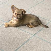Cucciolo di chihuahua