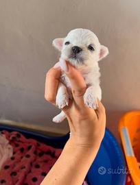 Maltese
