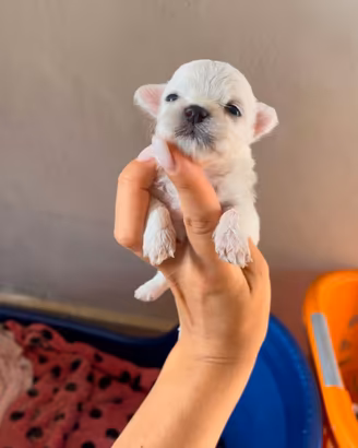 Maltese