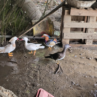 2 coppie di nane mandarine