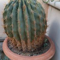 pianta grassa 
