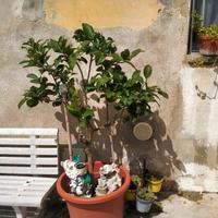 piante di limone 