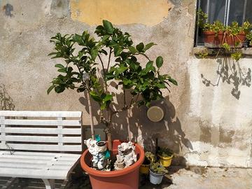 piante di limone 