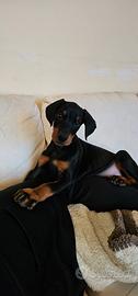Cucciolo Dobermann