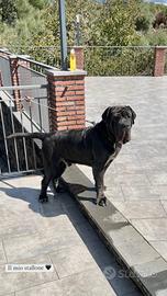 Monta mastino napoletano/cane corso