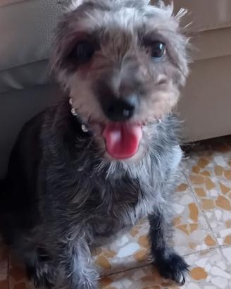 METICCIO FEMMINA 9 ANNI NO STERILIZZATA