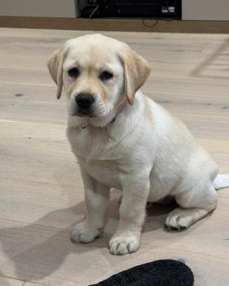 Cuccioli labrador miele