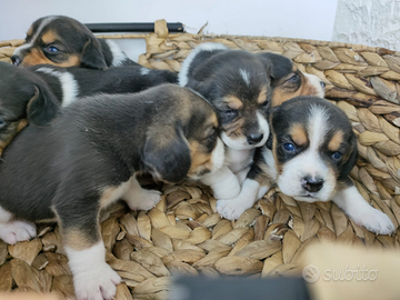 Beagle con pedigree ENCI