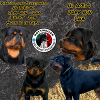 Cuccioli di rottweiler con Pedigree