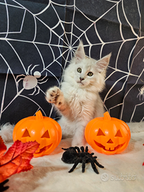 LEGGERE SOTTO Maine Coon SHADED TOP Femmina