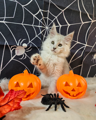 LEGGERE SOTTO Maine Coon SHADED TOP Femmina