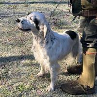 Cane da ferma Setter inglese