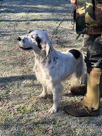 Cane da ferma Setter inglese