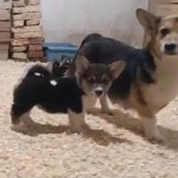 Welsh corgi Pembroke