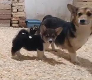Welsh corgi Pembroke