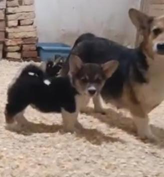 Welsh corgi Pembroke