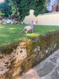 Gatti Sphynx cuccioli