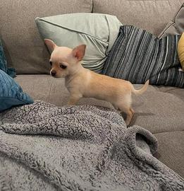 Cuccioli di chihuahua pincher