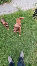 Cane da tartufo