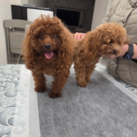 Tea cup in stazione di monta 2 stalloni