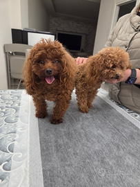 Tea cup in stazione di monta 2 stalloni