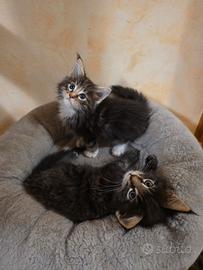 Cuccioli di Maine Coon