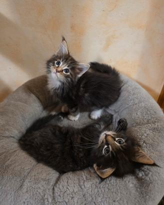 Cuccioli di Maine Coon