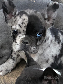 Cuccioli bulldog francese