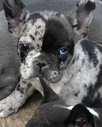 Cuccioli bulldog francese