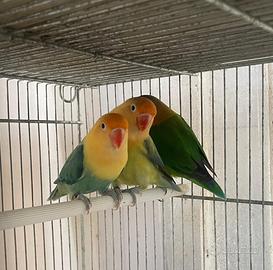 Inseparabili Fischer