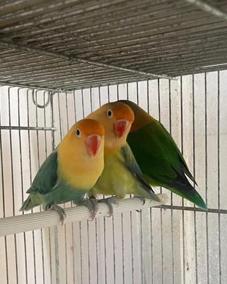 Inseparabili Fischer