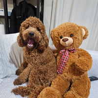 Fidanzata per Giulietto