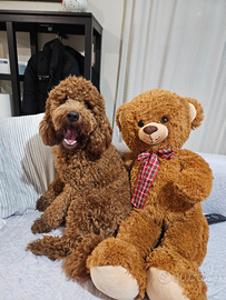 Fidanzata per Giulietto